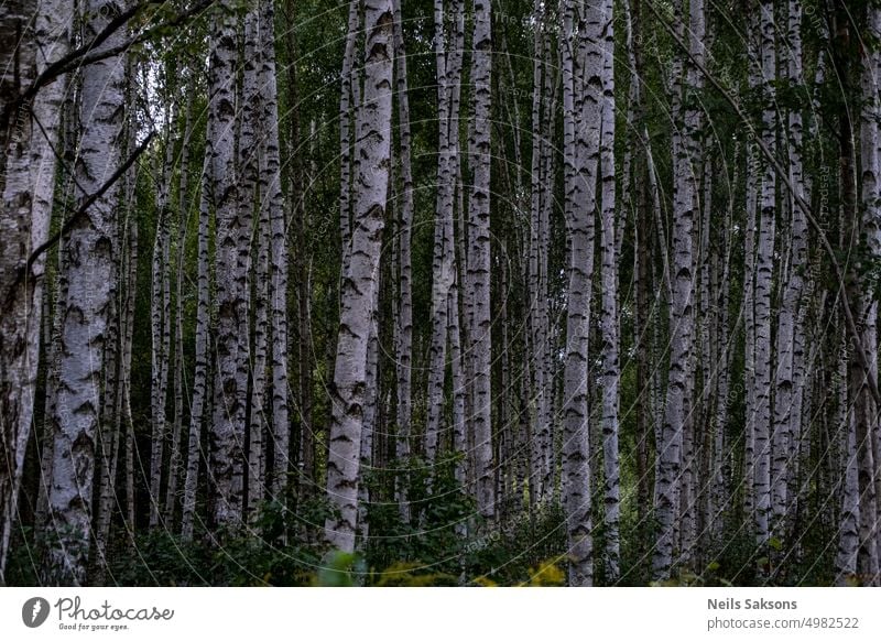 Herbstlandschaft mit vielen Birkenstämmen Hintergrund schön Schönheit Ast Buchse Umwelt fallen Laubwerk Wald grün Landschaft Blätter Licht Los natürlich Natur