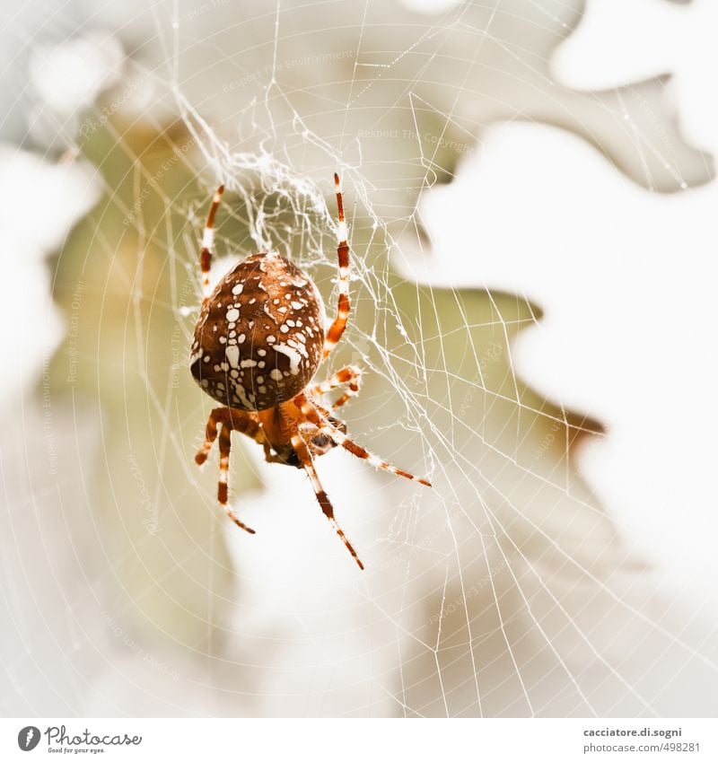 Immer hungrig Natur Tier Herbst Schönes Wetter Wildtier Spinne 1 Kreuz Netz Aggression bedrohlich Ekel elegant exotisch frei gruselig hell schön klein natürlich