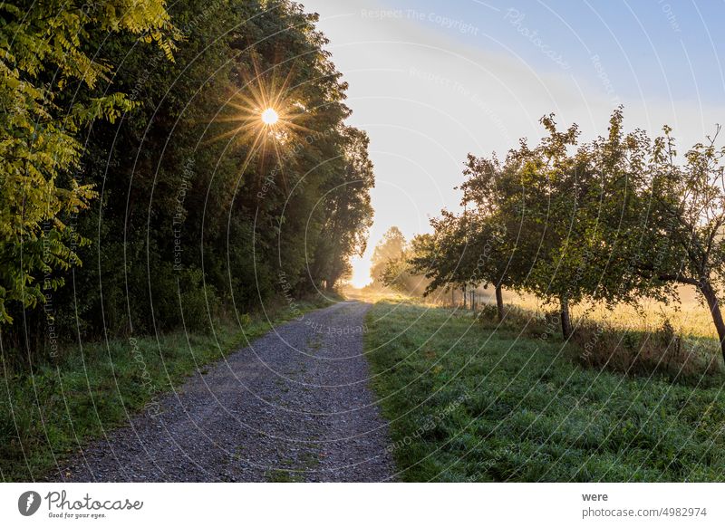 Die Sonnenstrahlen scheinen durch die Bäume auf einem Feldweg zwischen den Obstgärten in Siebenbrunn bei Augsburg. Landschaft Landschaft Schönheit in der Natur