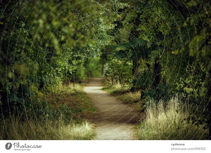 Der Weg Wohlgefühl Erholung ruhig Ausflug wandern Umwelt Natur Landschaft Sommer Baum Wald Wege & Pfade Beginn Einsamkeit einzigartig entdecken Erwartung