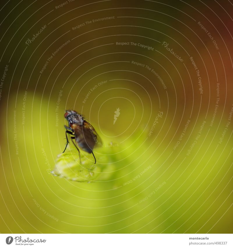 Tier | Beinhaltung im Detail Umwelt Natur Herbst Pflanze Blatt Grünpflanze Wildpflanze Wildtier Fliege 1 dünn authentisch einfach hässlich klein wild weich grün