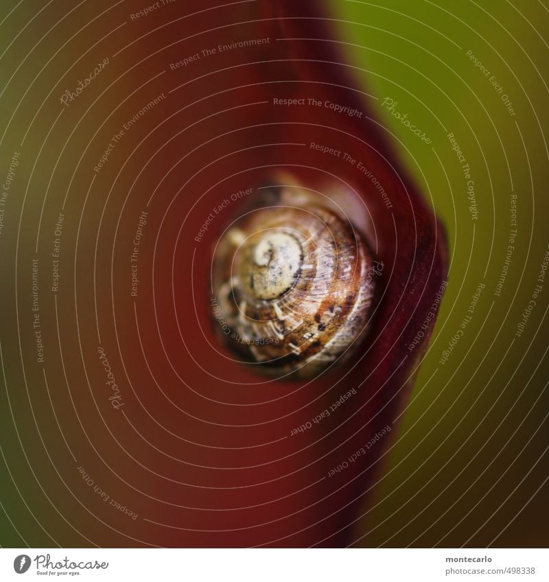 Tarnung ist alles Umwelt Natur Pflanze Herbst Blatt Grünpflanze Wildpflanze Tier Wildtier Schnecke 1 Schneckenhaus dünn authentisch klein nah natürlich wild