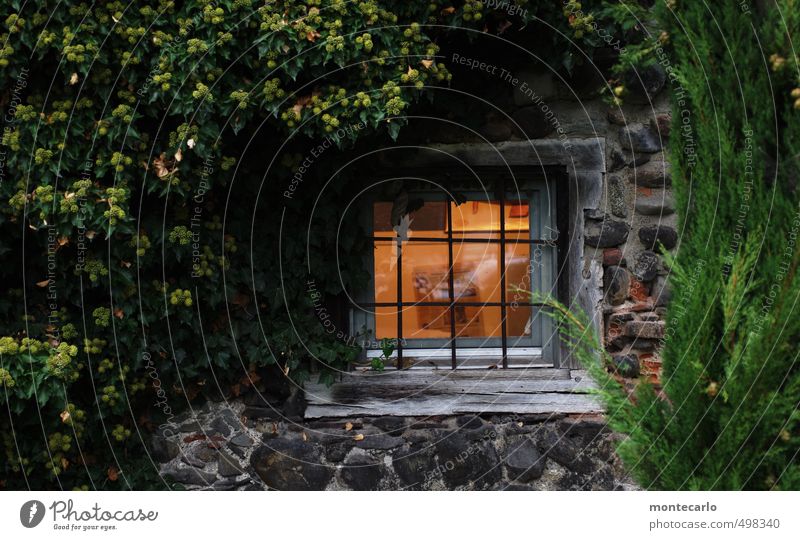 Fenster zum Hof Umwelt Natur Pflanze Herbst Baum Sträucher Blatt Grünpflanze Wildpflanze Menschenleer Burg oder Schloss Park Mauer Wand Stein Sand Glas Stahl