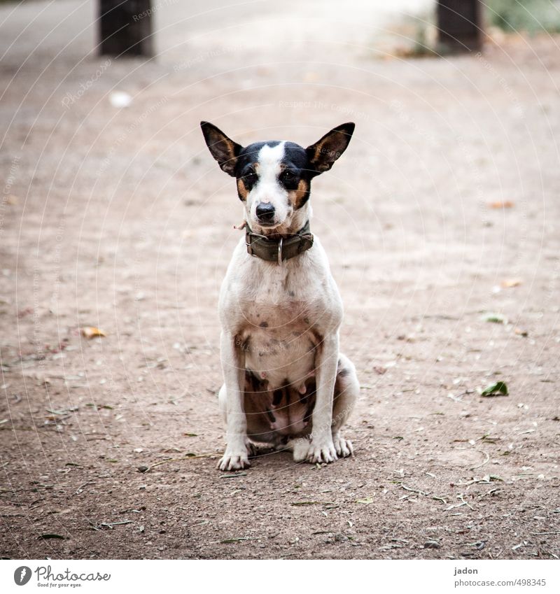 tier | der beste freund Gesicht Fell Tier Hund Tiergesicht 1 beobachten Blick sitzen kuschlig Neugier niedlich trashig Coolness Treue Wachsamkeit ruhig