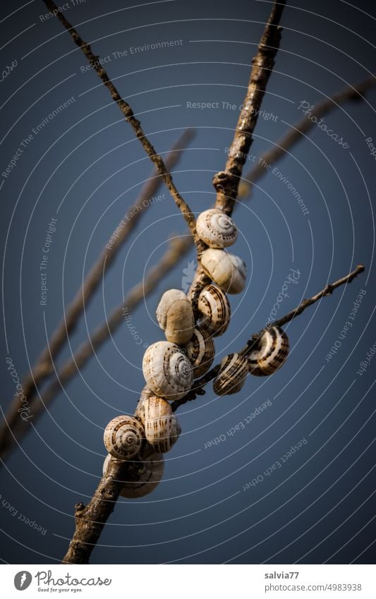 Schnecken-WG |  gemeinsam statt einsam Schneckenhäuschen Schneckenhaus Zweig Himmel viele Gruppenzwang Pause Kontrast Hintergrund neutral blau braun Natur Tier