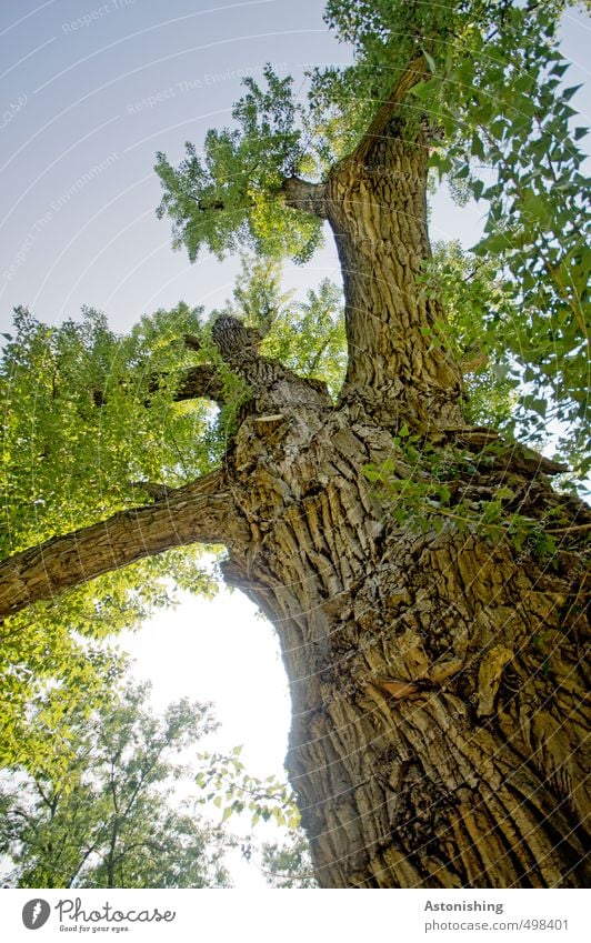 verzweigt Umwelt Natur Pflanze Luft Himmel Wolkenloser Himmel Sonne Sonnenlicht Sommer Wetter Schönes Wetter Wärme Baum Blatt Wildpflanze Garten Wald Holz