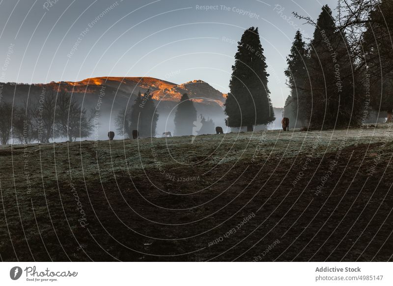 Dämmerung in Landschaft mit Pferden Weide Feld Bauernhof Hintergrund Sonnenuntergang Sonnenaufgang ländlich schön Natur Weidenutzung Morgendämmerung Himmel