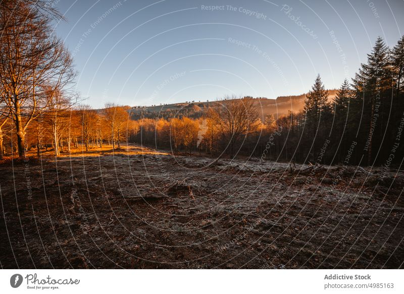 Waldlandschaft im Hochgebirge Landschaft Berge u. Gebirge Kiefer Baum Natur schön Ansicht hoch Hintergrund Bäume Top grün Himmel Farbe im Freien Park Wälder