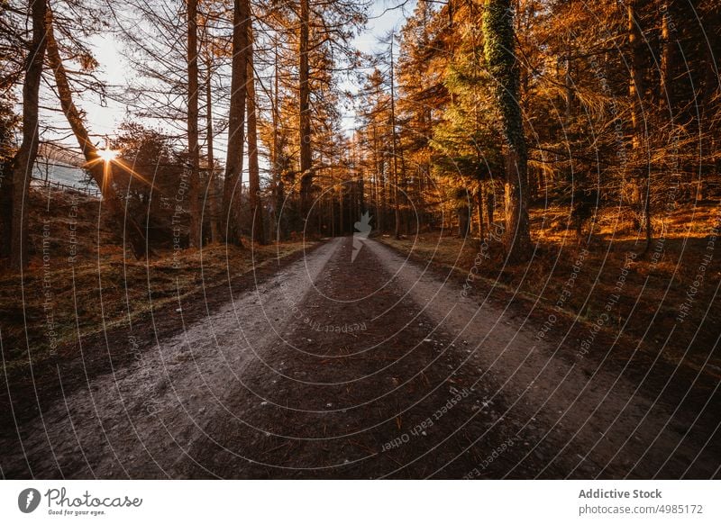 Straße in den Wald Natur Mammutbaum Berge u. Gebirge reisen ländlich Land natürlich Baum Landschaft Kiefer Regen grün Autobahn neblig alt Pflanze Nebel Saison