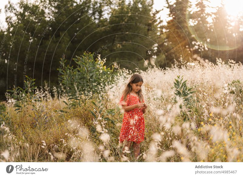 Kleines Mädchen spaziert auf einem Feld an einem sonnigen Tag laufen Sommer Natur Aufregung Blume Energie Kindheit bezaubernd Feiertag natürlich Lifestyle