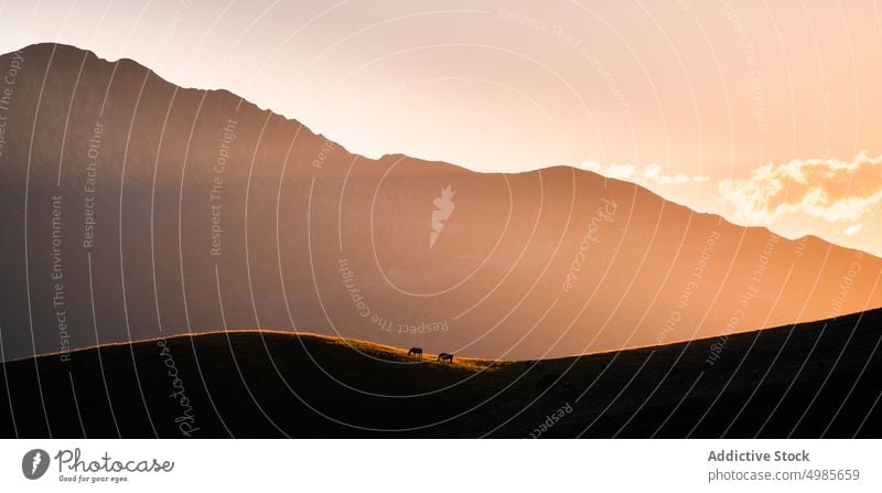 Weidende Pferde auf grasbewachsenem Hochland bei Sonnenuntergang weiden hügelig Gelände Grasland malerisch Landschaft Hengst Tal riesig üppig (Wuchs) Wiese