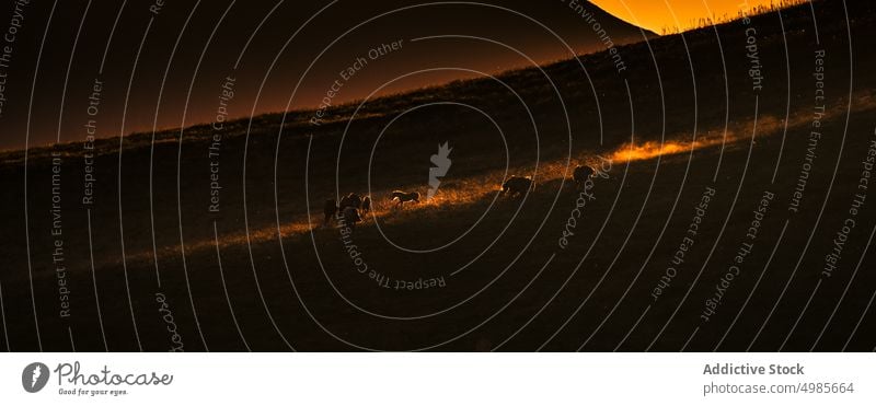 Weidende Pferde auf grasbewachsenem Hochland bei Sonnenuntergang weiden hügelig Gelände Grasland malerisch Landschaft Hengst Tal riesig üppig (Wuchs) Wiese