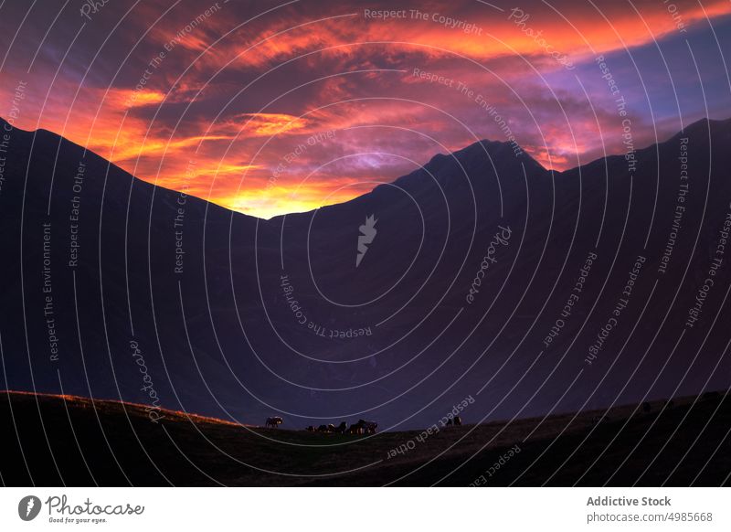 Malerische Gebirgslandschaft und grasende Tiere bei Sonnenuntergang Hochland Berge u. Gebirge weiden majestätisch Gelände Landschaft Ambitus malerisch