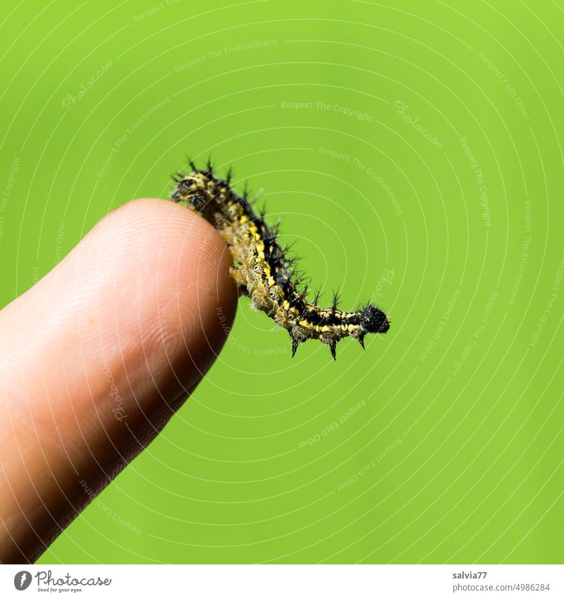 Fingerspitzengefühl Raupe grün krabbeln Insekt Farbfoto Makroaufnahme Larve Freisteller 1 Hintergrund neutral Textfreiraum oben Textfreiraum unten Natur Tier