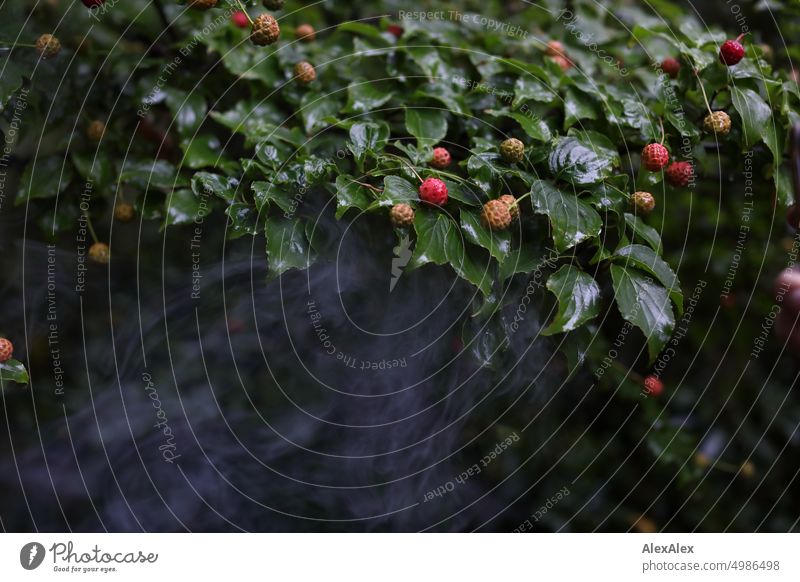 HH Tour Unbenannte Straße | Baum mit roten Beeren wird von Rauch/Qualm umwittert Blätter Natur Strauch mysteriös Pflanze Herbst grün Frucht Garten reif Blatt