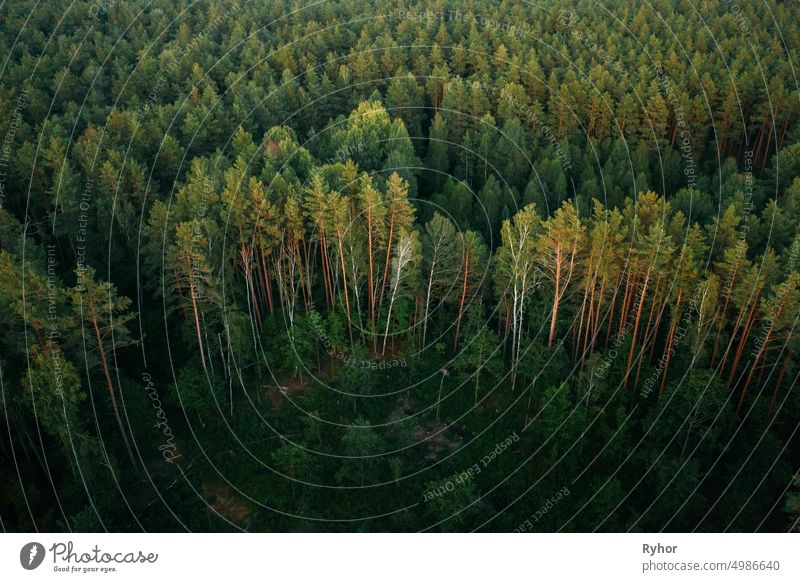 Aerial View Of Green Forest Landschaft. Top View From High Attitude In Summer Evening. Drone Ansicht. Ansicht aus der Vogelperspektive abstrakt Antenne