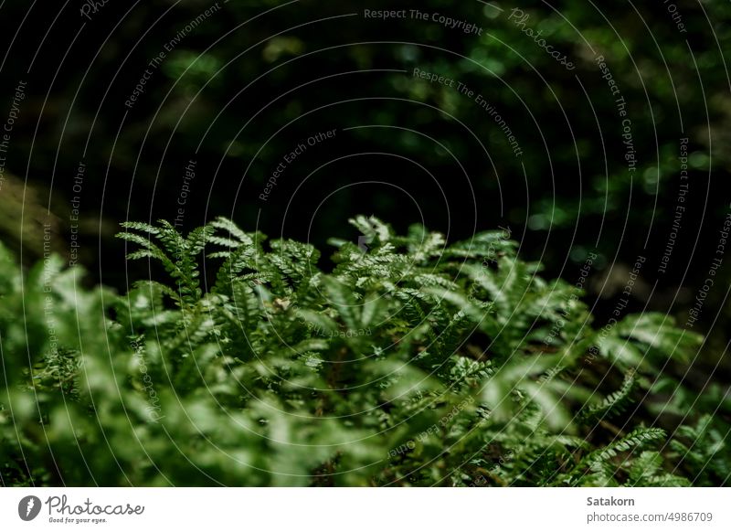 Die feinen und zarten Blätter des Spike-Moos-Farns Spitze Wurmfarn Blatt frisch grün Natur Pflanze Garten Hintergrund selaginella Muster im Freien Textur Umwelt