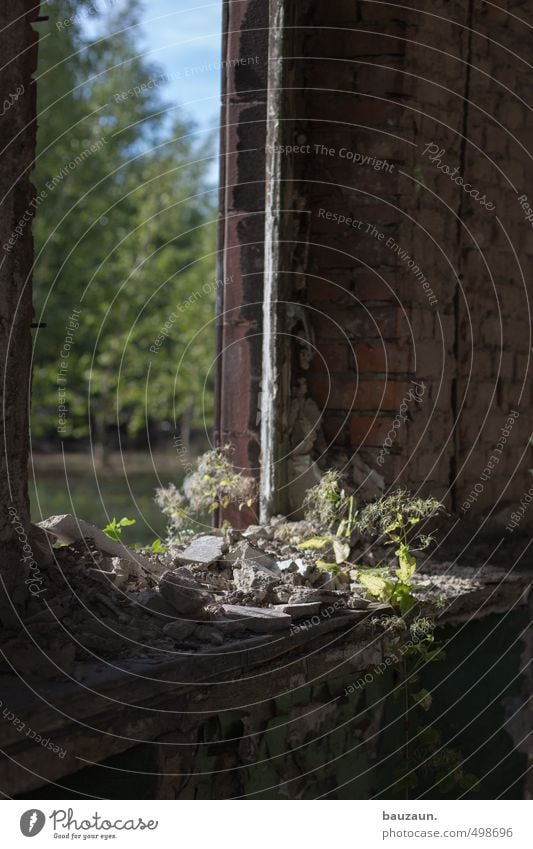 im dunkeln. Himmel Schönes Wetter Pflanze Baum Sträucher Grünpflanze Ruine Bauwerk Mauer Wand Fenster Stein trist grün Beginn Einsamkeit Endzeitstimmung Verfall