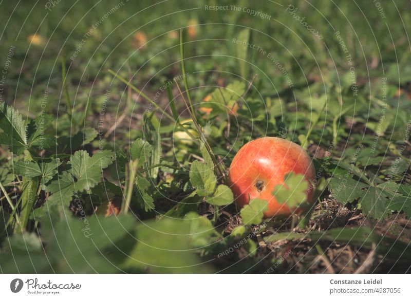 Roter Apfel, in der Wiese liegend Apfelbaum Garten Natur Frucht rot frisch Gesundheit grün saftig lecker Herbst süß sauer ernten reif Ernte Reifezeit Apfelernte