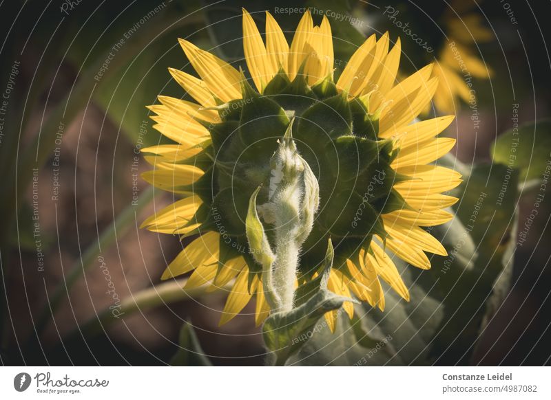 Rückseite einer Sonnenblume gelb Blume Sommer Blüte Blühend schön Pflanze Natur Blütenblätter Nutzpflanze Sonnenlicht Wachstum Schönes Wetter grün B-Seite