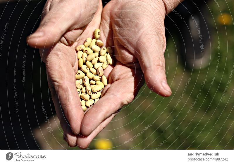 Weibliche Hand, die Körner von Kidneybohnen hält und fallen lässt. Bio-Lebensmittel Hintergrund der reifen Bohnen. Landwirt Ernte Getreide Pflanze, industrielle Landwirtschaft.