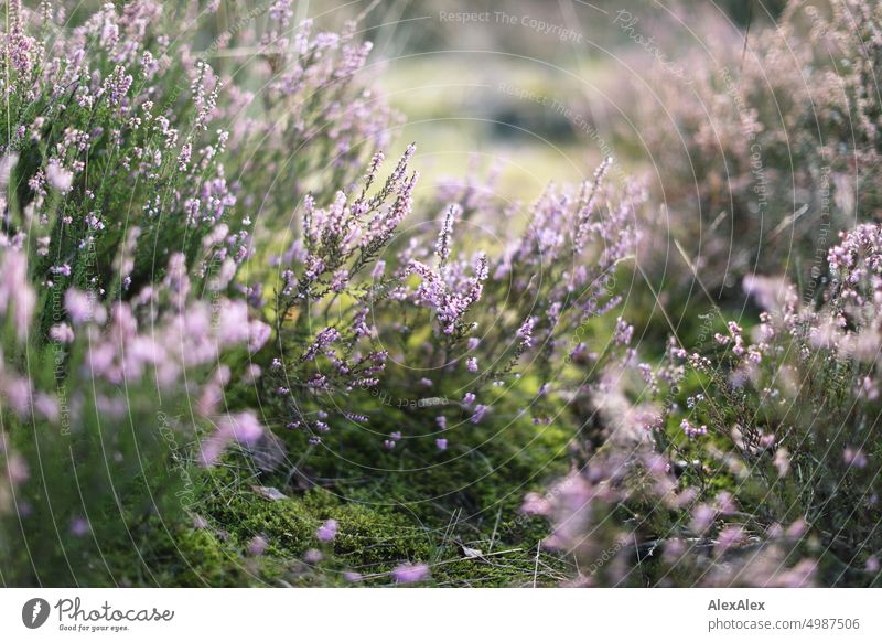 Nahaufnahme von Heidekraut inmitten von Gras und Moos - Naturfoto Kraut Heideblüte Pflanzen lila vertrocknet grün gelb Spätsommer Herbst Laub Landschaft