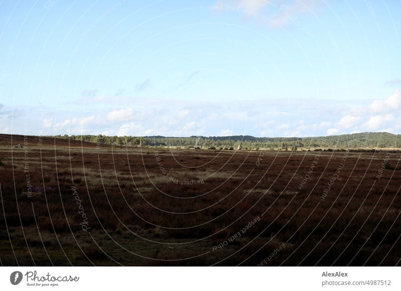 Lüneburger Heide - Heidegewächse mit Wald im Hintergrund Pflanzen Natur vertrocknet grün gelb Spätsommer Herbst Laub Landschaft Kulturlandschaft natürlich