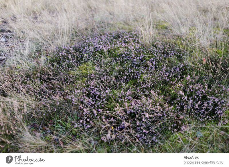 Nahaufnahme von Heidekraut inmitten von Gras und Moos - Naturfoto Kraut Heideblüte Pflanzen lila vertrocknet grün gelb Spätsommer Herbst Laub Landschaft