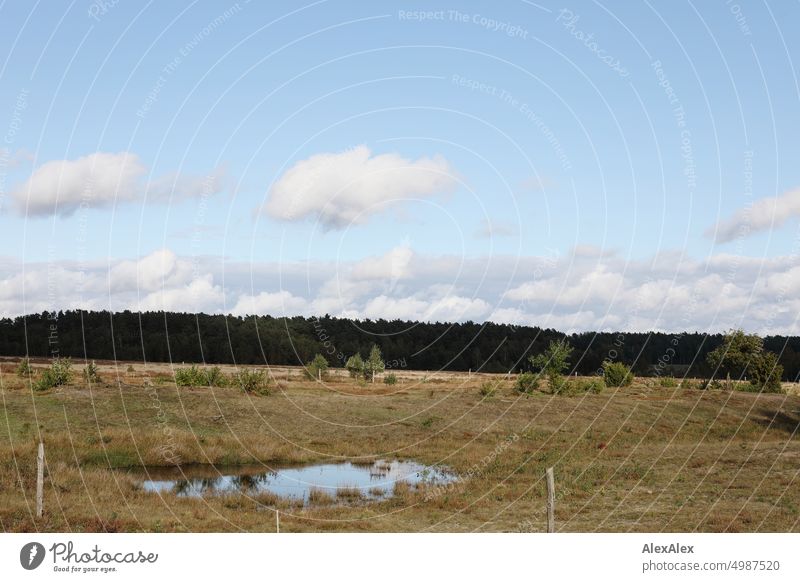 Lüneburger Heide - mit Viehzaun und kleinem Tümpel und Wald im Hintergrund Pflanzen Natur vertrocknet grün gelb Spätsommer Herbst Laub Landschaft