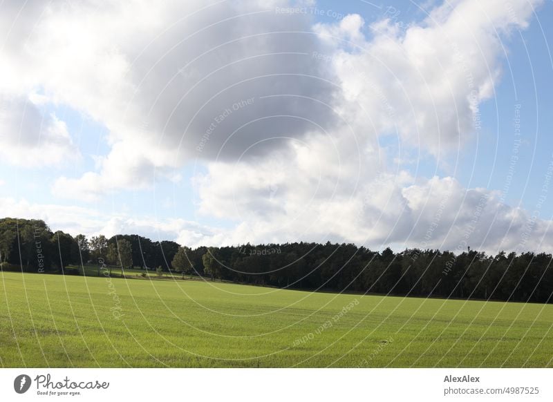 Lüneburger Heide - grünes, leicht abschüssiges Feld mit Wald im Hintergrund Pflanzen Natur Spätsommer Herbst Landschaft Kulturlandschaft natürlich