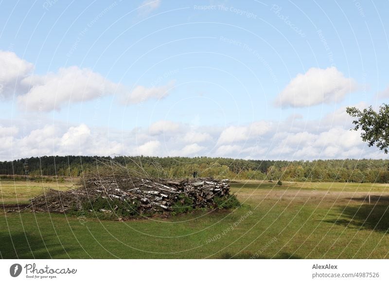 Lüneburger Heide - mit einem Haufen Baumstämmen Pflanzen Natur vertrocknet grün gelb Spätsommer Herbst Laub Landschaft Kulturlandschaft natürlich