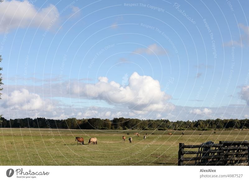 Lüneburger Heide - Pferdeweide mit Zaun und Wald im Hintergrund Pflanzen Natur vertrocknet grün gelb Spätsommer Herbst Laub Landschaft Kulturlandschaft