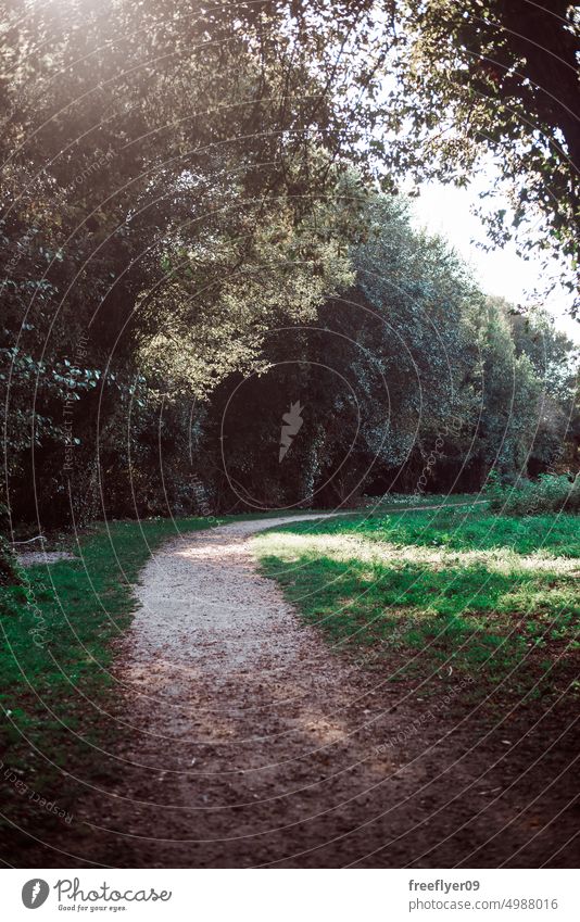 Weg durch einen Wald in Europa natürlich Hintergrund Umwelt Cloud grün Landschaft wüst leer Asphalt rau Natur Szene Frühling blau Gegend Perspektive Feld Gras