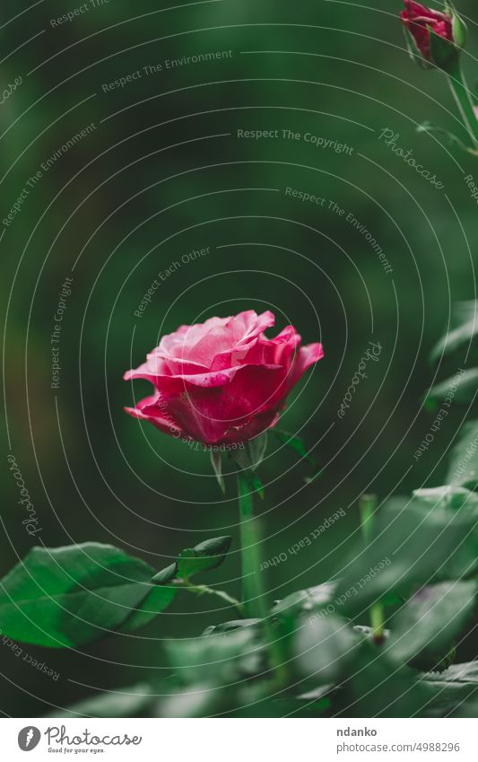 Wachsender Rosenstrauch mit rosa Blüten und grünen Blättern, Sommertag Pflanze rot Roséwein Blume frisch Garten Saison saisonbedingt Frühling Blütezeit