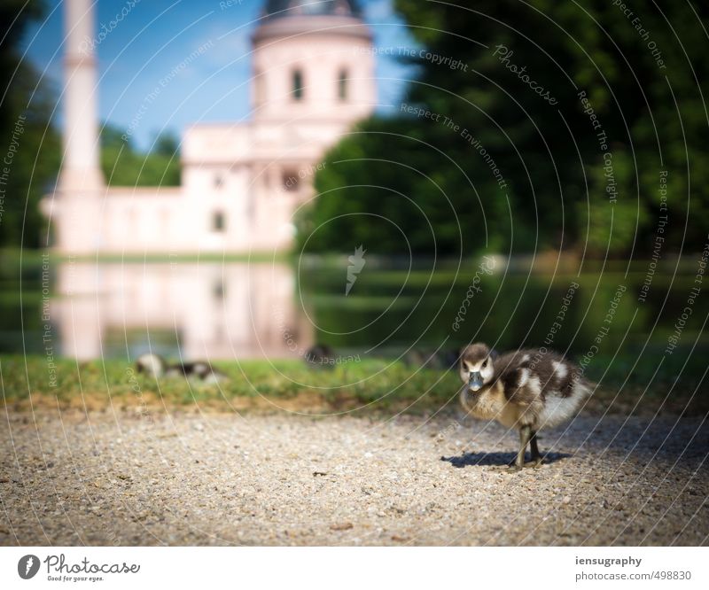 attention duckling Garten Park Wiese Teich Moschee Tier Wildtier Ente 1 Tiergruppe Tierjunges Tierfamilie blau braun gelb gold grün rosa Lebensfreude Tierliebe