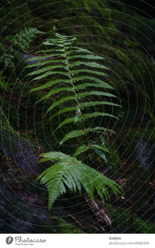 [HH Unnamed Road] Farn zwischen den bemoosten Wurzeln eines alten Baumes Farnblatt Wald Waldboden Friedhof Natur Pflanze grün Außenaufnahme Umwelt Farbfoto