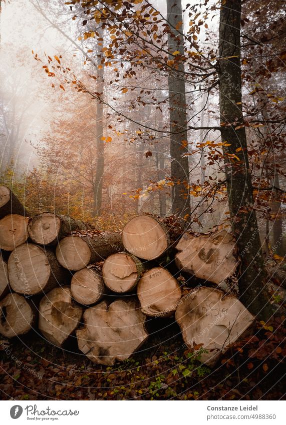 Neblige Stimmung im Herbstwald mit abgesägten Holzstämmen herbstlich Herbststimmung laub Herbstlaub Blätter Jahreszeiten Laub Baum Wald Herbstfarben