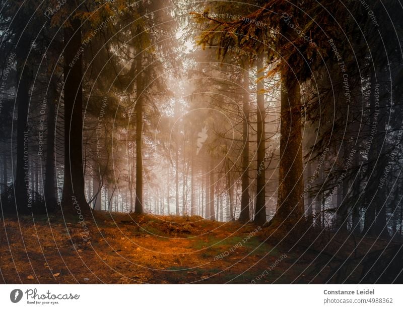 Sonnenlicht fällt durch eine herbstliche Waldlichtung. braun Idylle Fußweg wandern Erholung Wege & Pfade Einsamkeit Waldweg ruhig Bäume natürlich Spazierweg