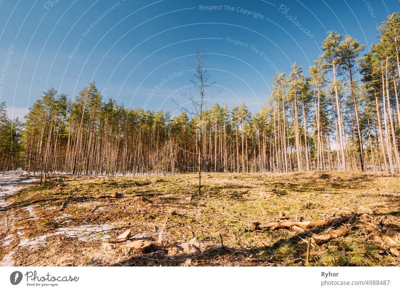 Abforstung Bereich. Kiefer Wald Landschaft in sonnigen Frühlingstag. Grüner Wald Abholzung Bereich Landschaft Gegend geschnitten Schneiden Schaden entwalden