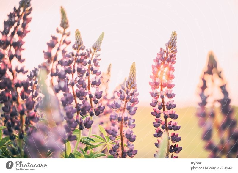 Busch der wilden Blumen Lupine im Sommer Feld Wiese bei Sonnenuntergang Sonnenaufgang. Lupinus, allgemein bekannt als Lupine oder Lupine, ist eine Gattung von blühenden Pflanzen in der Familie der Hülsenfrüchtler, Fabaceae