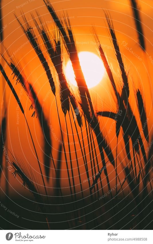 Summer Sun Shining Through Young Yellow Wheat Sprouts. Weizenfeld im Sonnenuntergang Sonnenaufgang Sonne Ackerbau Hintergrundbeleuchtung Gerste schön schwarz