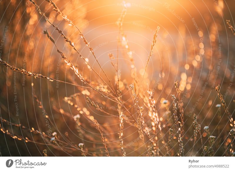 Close Up Sommer trocken Herbst Gras in Sonnenuntergang Sonnenaufgang Sonnenlicht trocknen schön Unschärfe verschwommen Boke Bokeh Bokeh-Effekt hell schließen