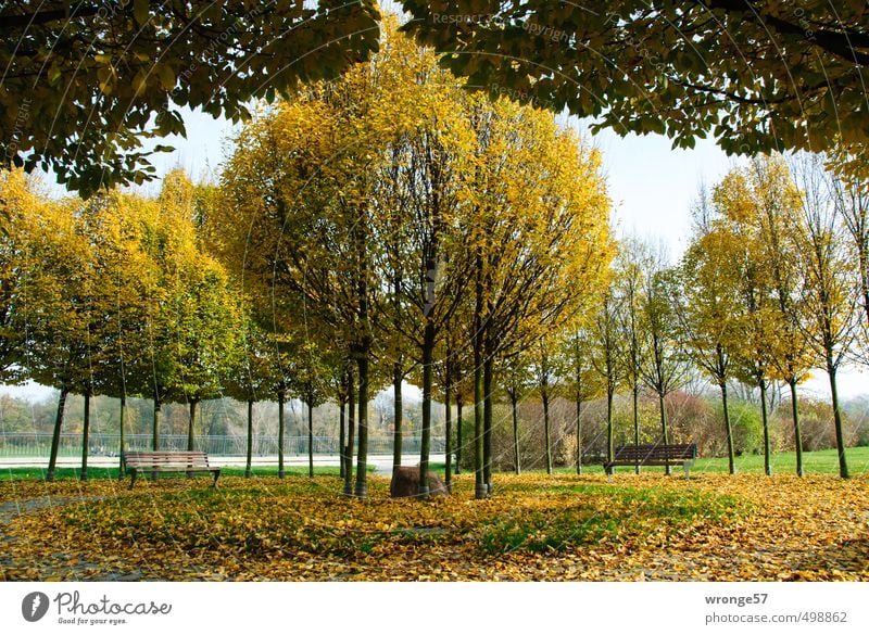 Stadtherbst Pflanze Herbst Schönes Wetter Baum Park Flussufer Magdeburg Deutschland Sachsen-Anhalt Europa Menschenleer Platz mehrfarbig gelb Natur Symmetrie