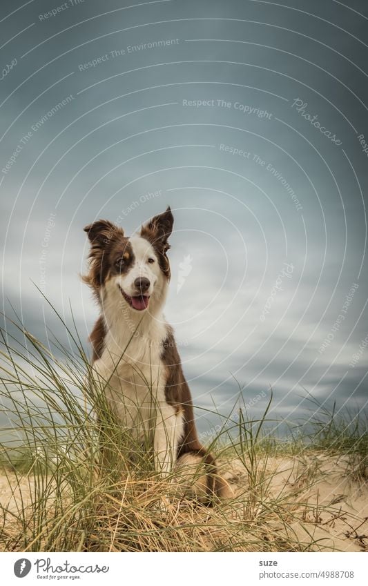 Küstenkind Strand Australian Shepherd Hund Hundeblick Haustier Sand Ostsee süß niedlich Freiheit Tierliebe urlaub mit hund Tiergesicht Tierporträt Hundeschnauze