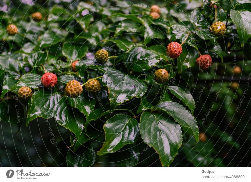 [HH Unnamed Road] Unreife rote Früchte auf grünen Blättern der weißen Fontaine Baum Hartriegel Chinesisch Pflanze Botanik Natur Nahaufnahme Blatt Frucht frisch