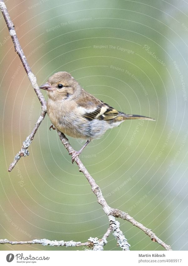 Junger Buchfink auf einem Ast im Wald. Braunes, graues, grünes Federkleid. Singvogel Fink jung Sitzen Vogel Tier Gefieder Schnabel Raupe Nahrungssuche