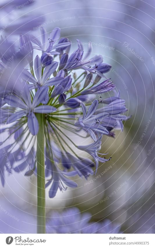 Makrofoto eines lila Zierlauchs Natur natürlich Makroaufnahme Pflanze Detail Wachstum Detailaufnahme Schwache Tiefenschärfe Umwelt Wildpflanze Nahaufnahme