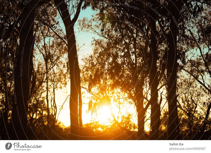 Sonnenuntergang im Wald Sonnenuntergangshimmel Sonnenuntergangslandschaft Landschaft Hintergrund Sonnenuntergangslicht Sonnenuntergänge Landschaften