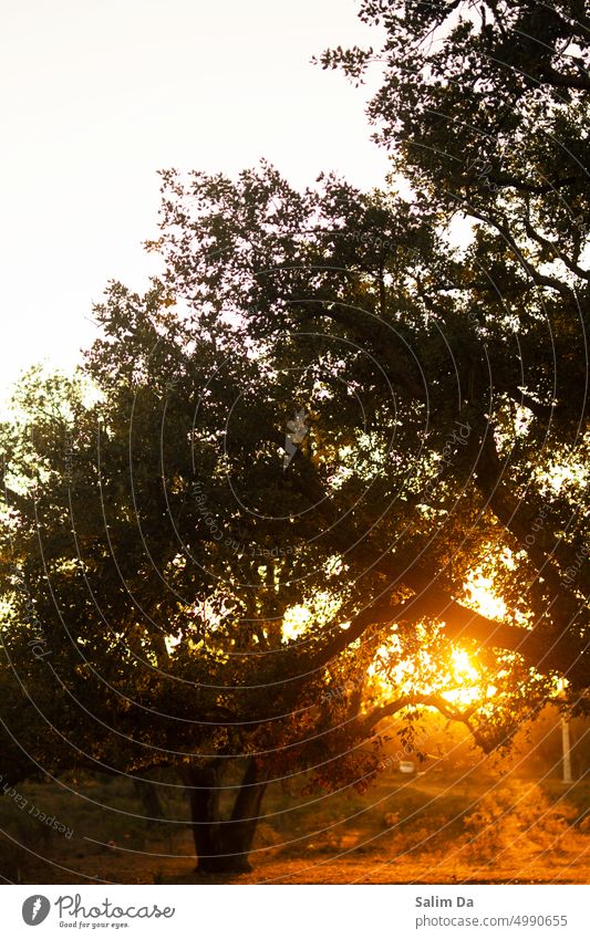 Sonnenuntergang im Wald, natürliche schöne Aussicht Forstwirtschaft Waldstimmung Natur Natur-Foto Naturliebhaber Naturhintergrund Naturfotografie