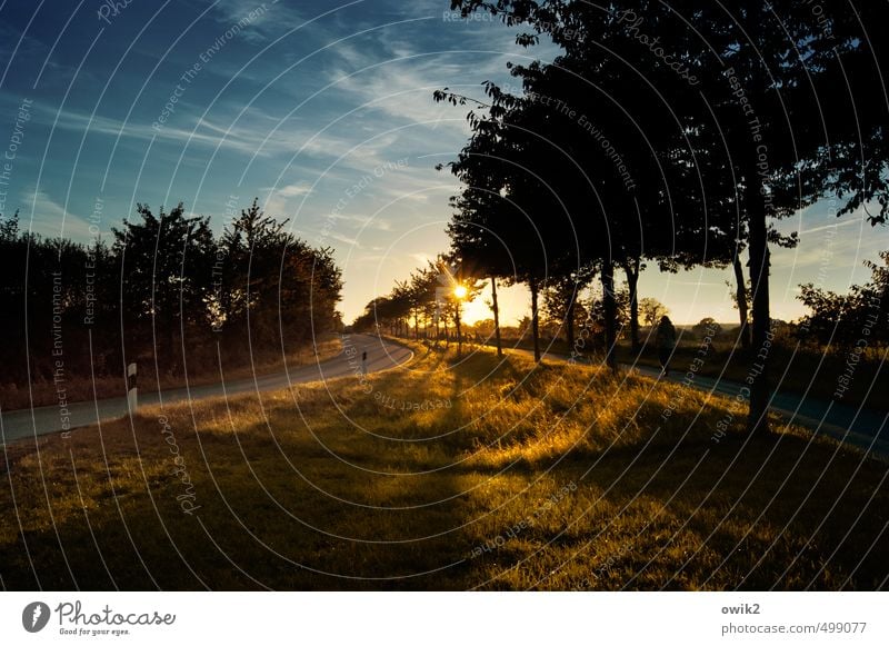 In den Abend Umwelt Natur Landschaft Pflanze Himmel Wolken Horizont Herbst Klima Wetter Schönes Wetter Baum Gras Sträucher Straße Kurve Fahrbahnmarkierung